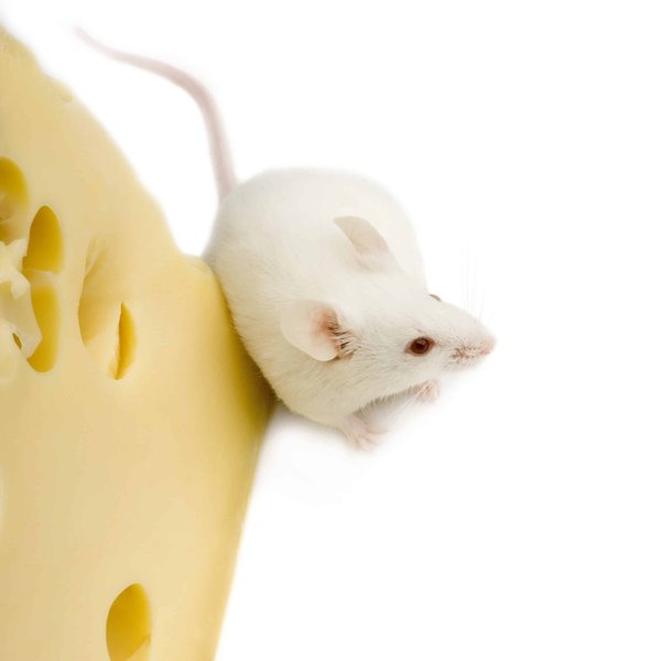 Which Small Rodents Make the Best Companions for Gentle Children?