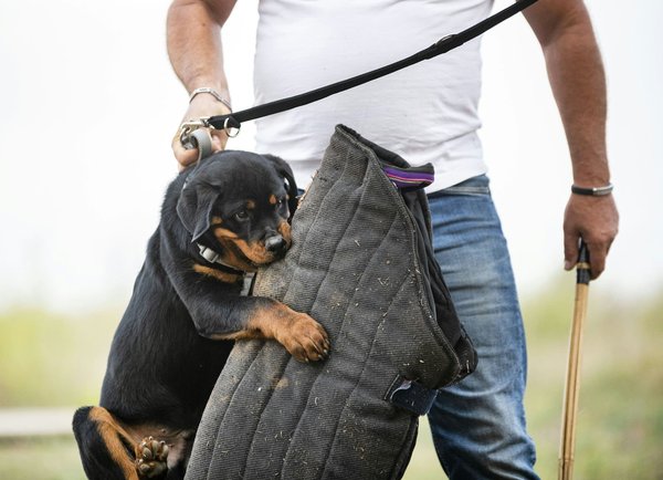 Protection ddos et hébergement offshore : la solution anti ddos ultime